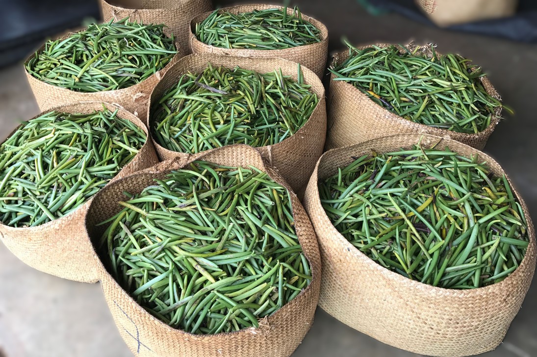 Madagascar Bourbon vanilla vs other origins: which to choose?