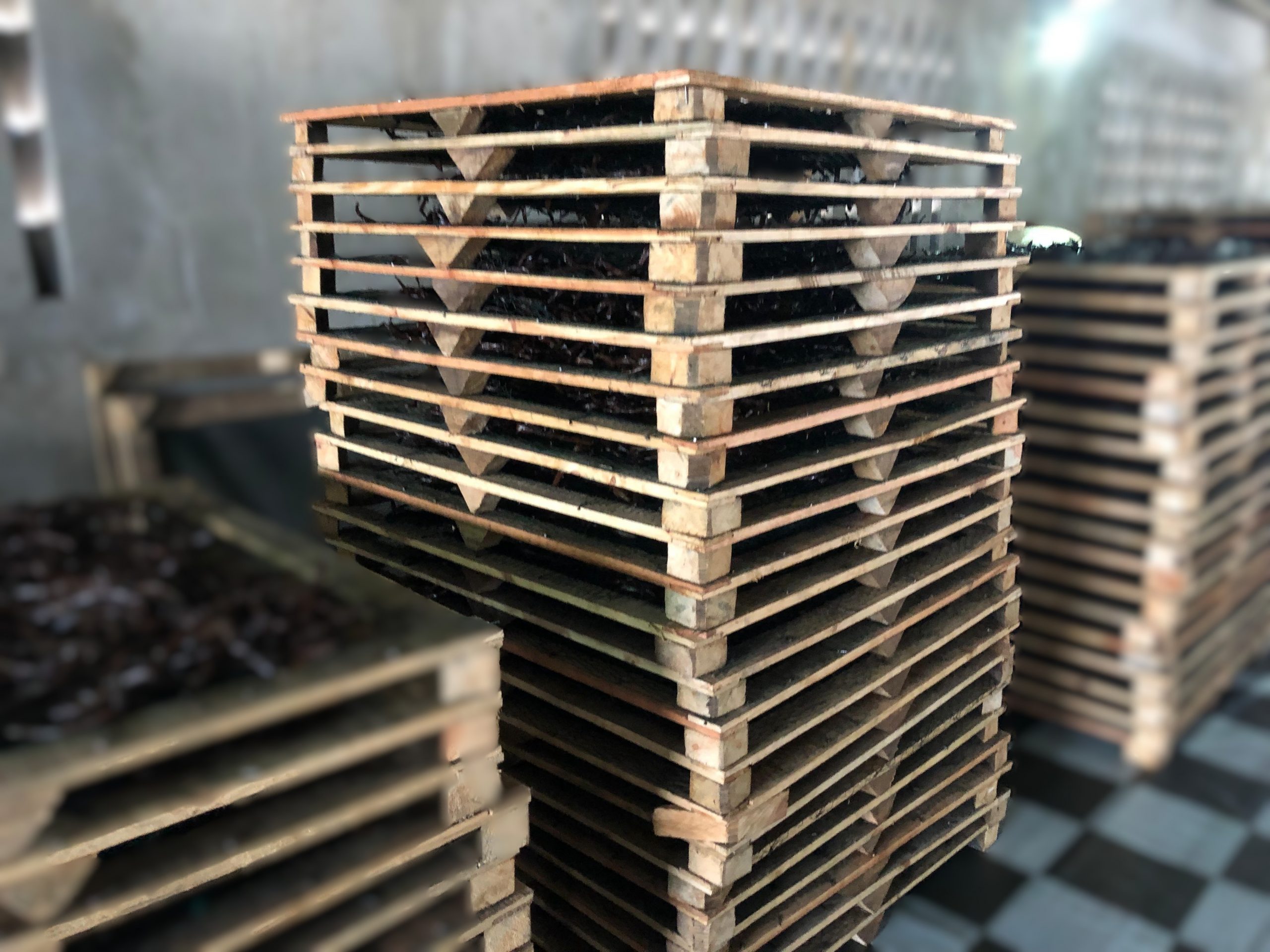 Comprendre le séchage traditionnel de la vanille Bourbon de Madagascar