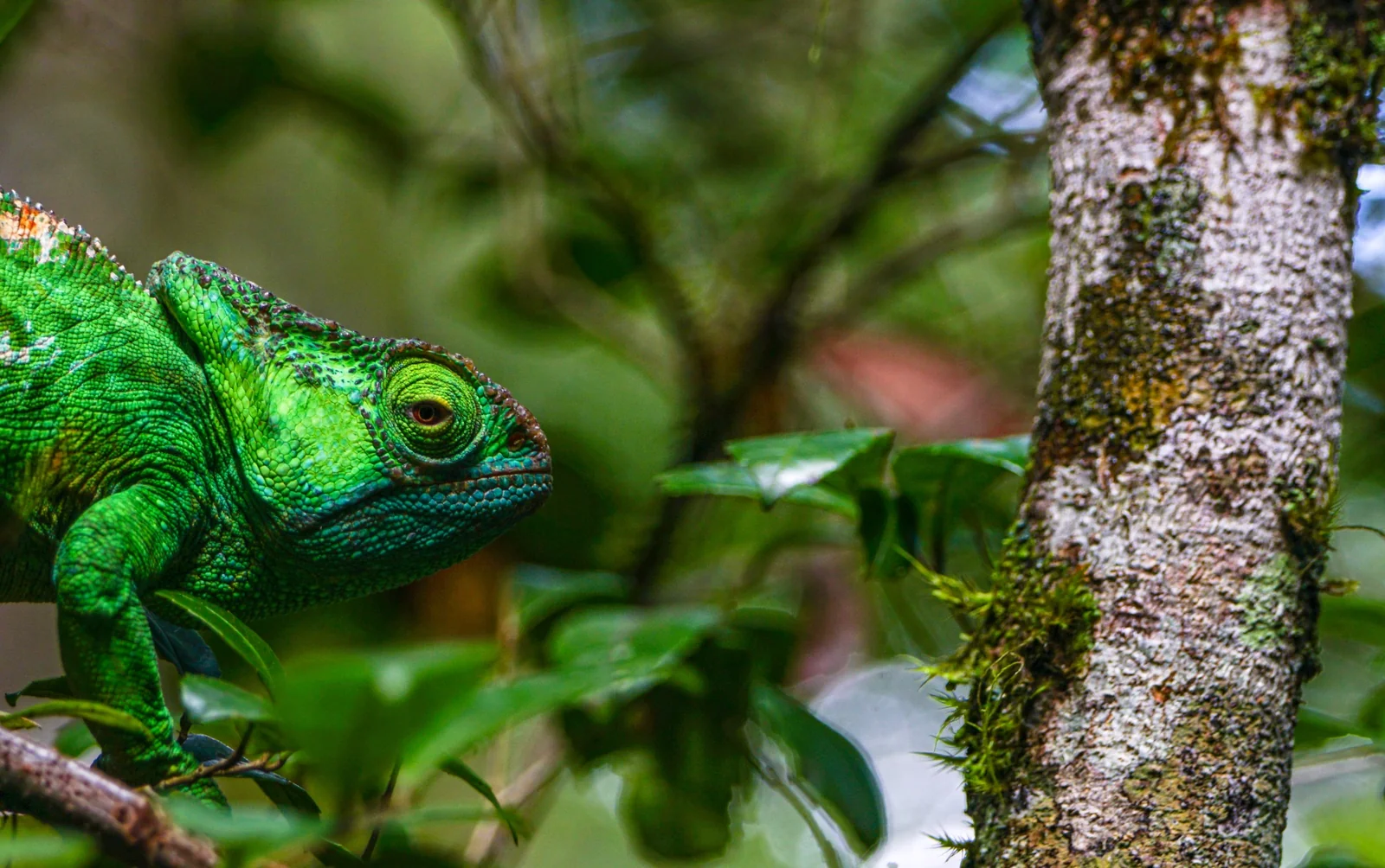 How to avoid vanilla fraud?